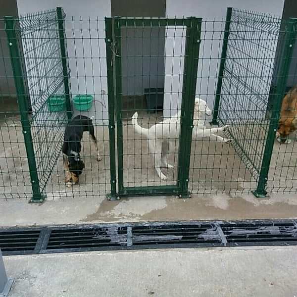 Hayvan Barınakları