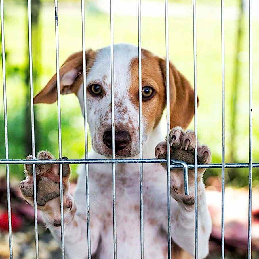 Hayvan Barınakları